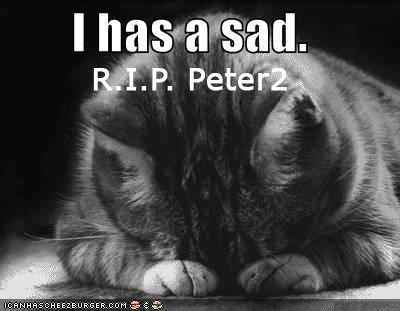 funny_pictures_sad_cat_blackandwhit.jpg