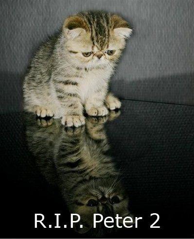 Sad_Cat_Is_Sad.jpg