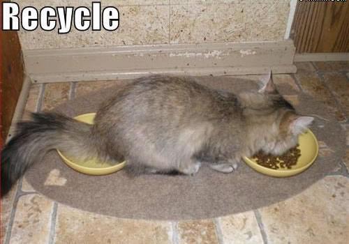 Cat___Recycle.jpg
