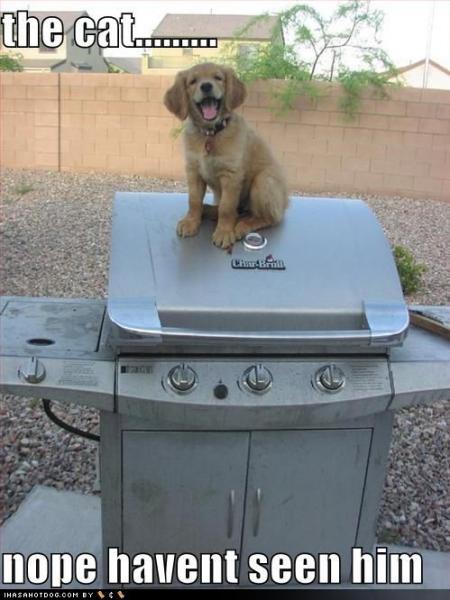 cute_puppy_pictures_bbq_no_cat.jpg