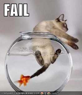 funny_picture_cat_fail.jpg