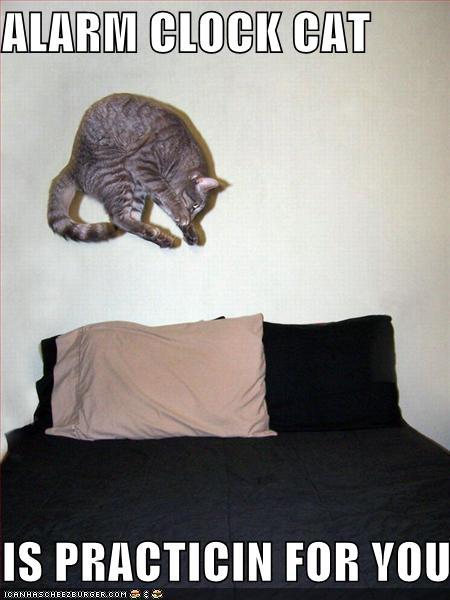 funny_pictures_alarm_cat_clock_practice_bed_jump.jpg