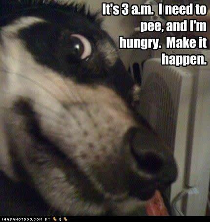 funny_dog_pictures_hungry_pee.jpg